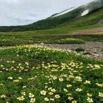 白馬大池「チングルマ」と「船越の頭」坂の上の雲